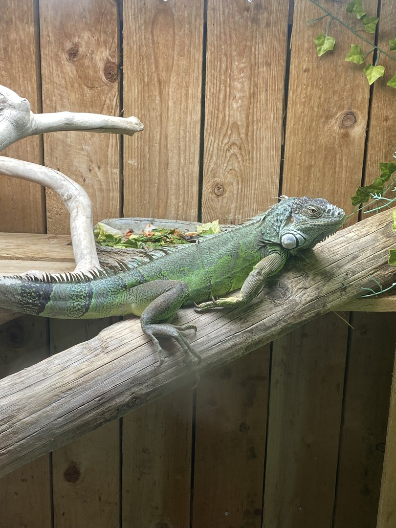 Reptile House - Common green iguana 231022