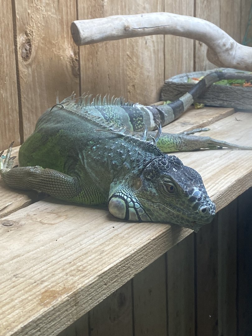 Reptile House - Common green iguana 231022