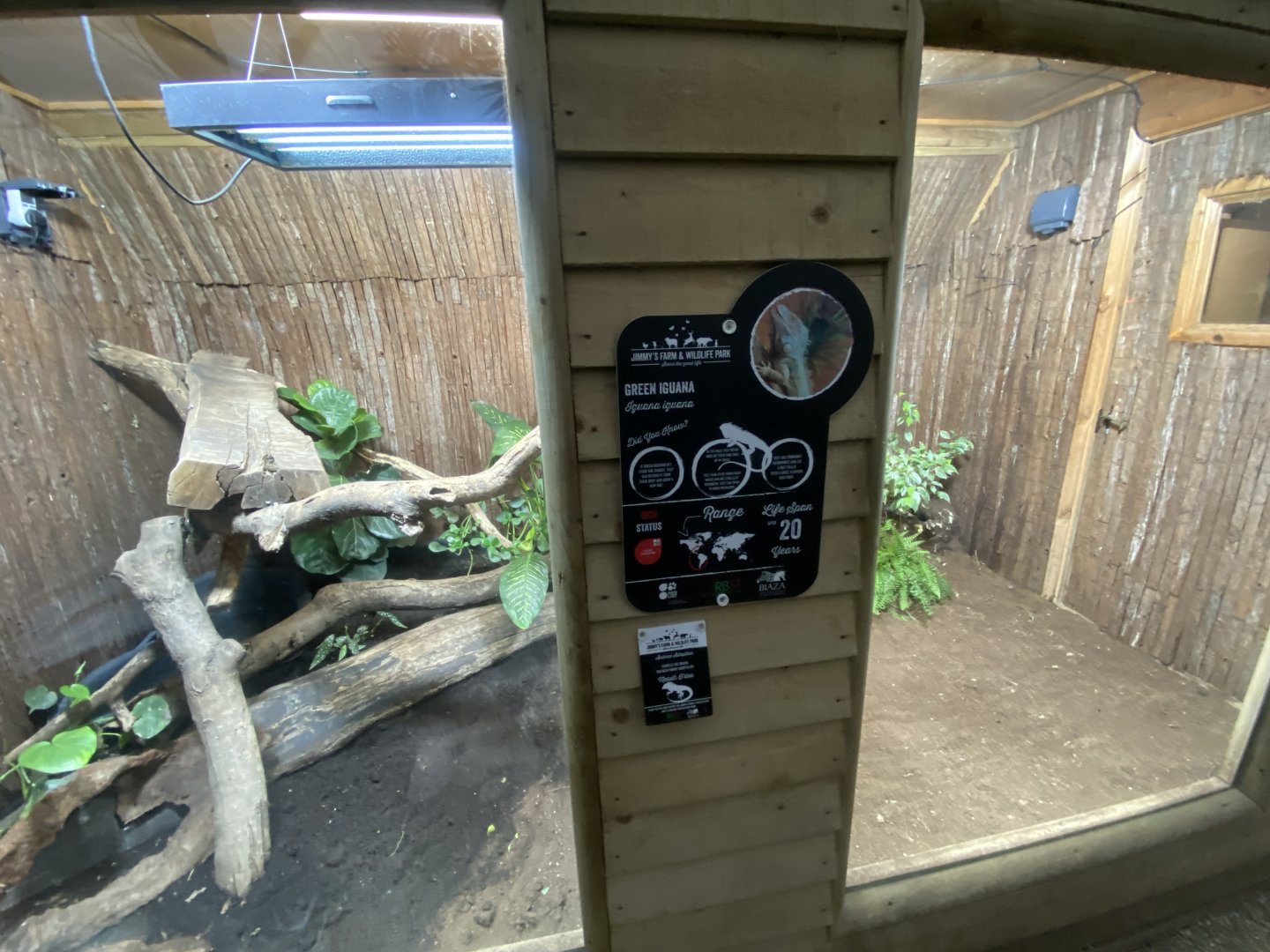 Reptile House - Common green iguana exhibit 130925