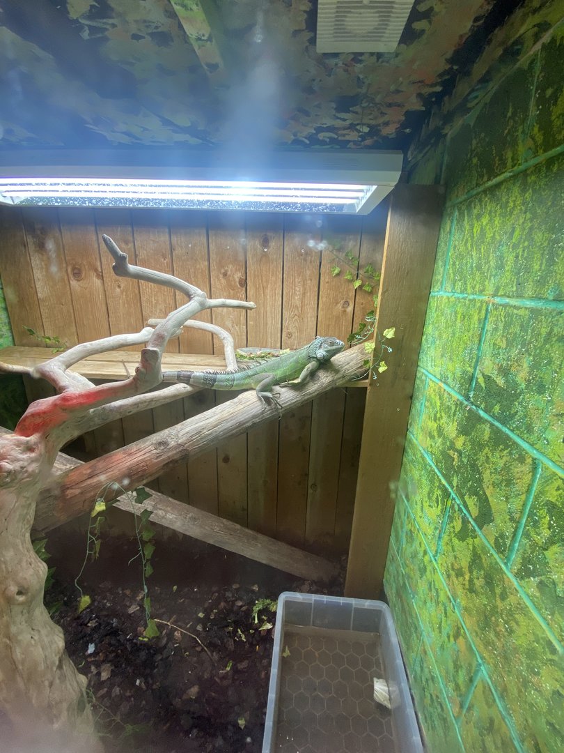 Reptile House - Common green iguana exhibit 231022