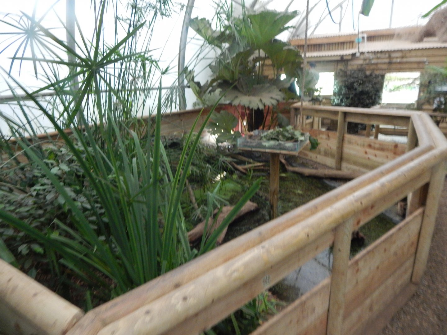 Reptile House - Common snapping turtle exhibit 130925