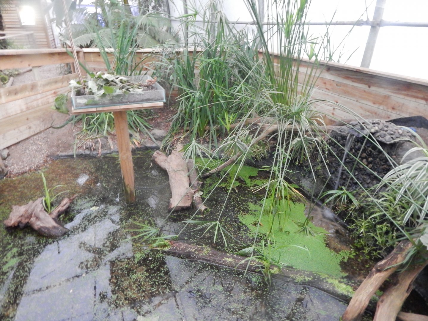 Reptile House - Common snapping turtle exhibit 130925