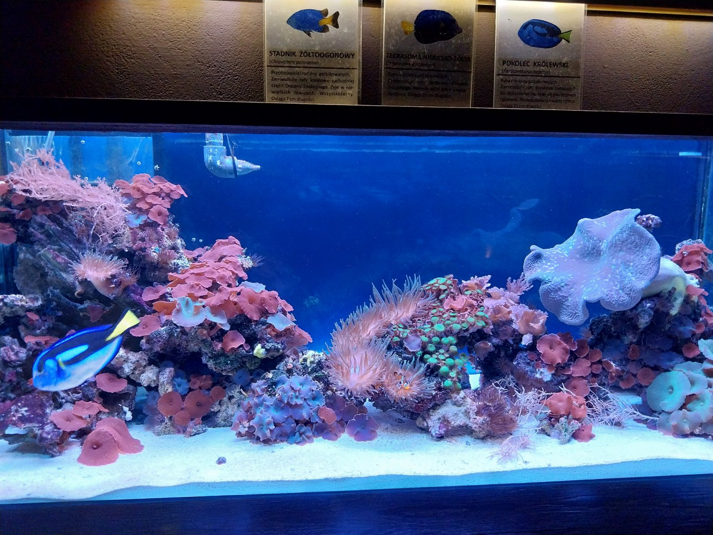 Reptile House - Coral reef aquarium