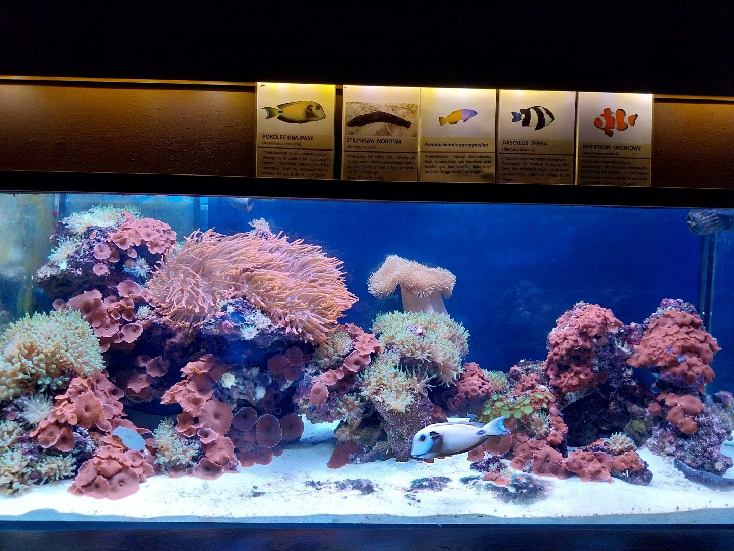 Reptile House - Coral reef aquarium