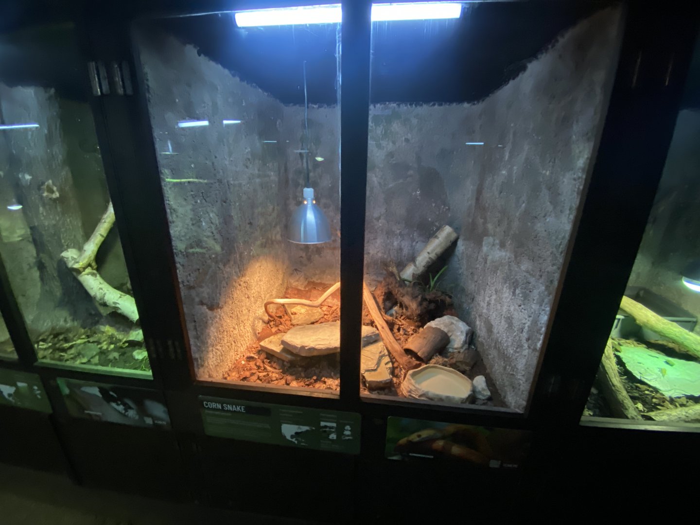 Reptile House - Corn snake exhibit 030924