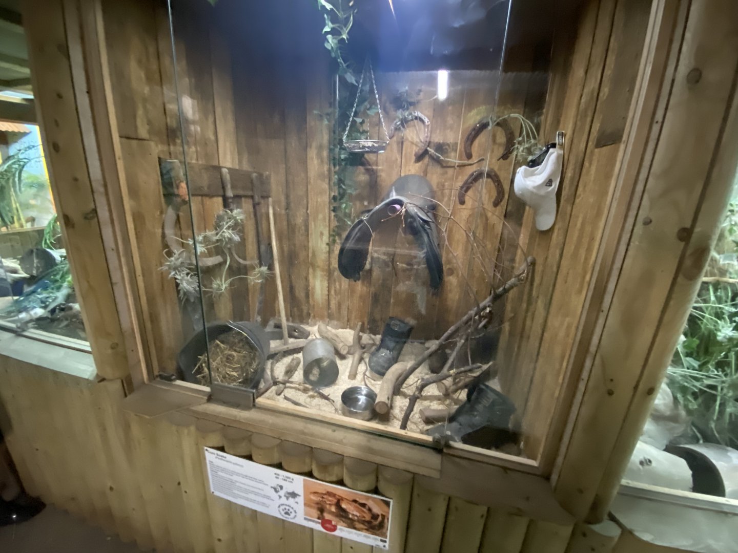 Reptile House - Corn snake exhibit 030924