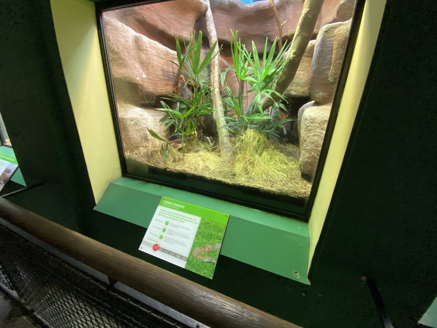 Reptile House - Corn snake exhibit 180322