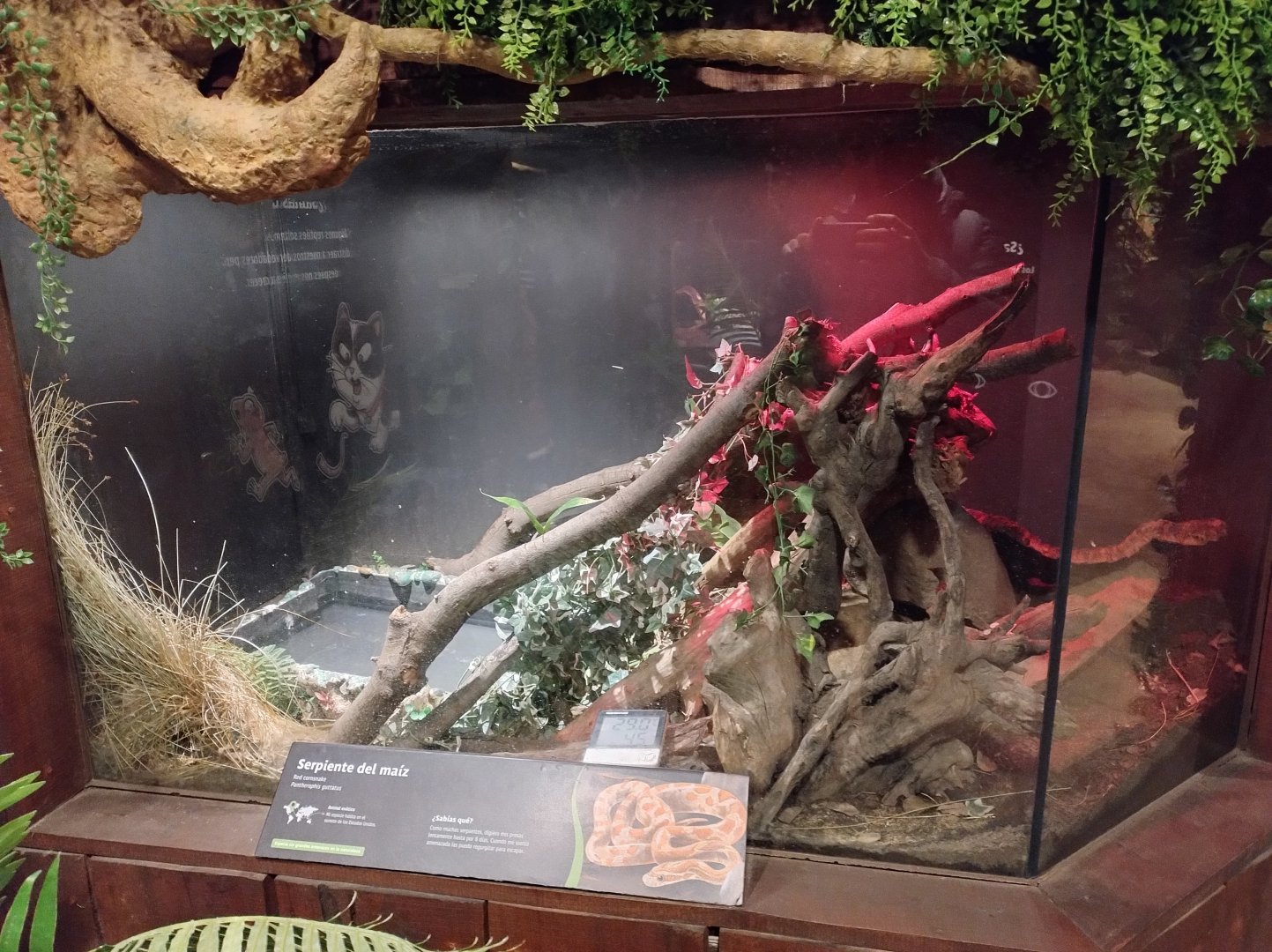 Reptile house corn snake exhibit - Santiago zoo (Zoologico nacional)