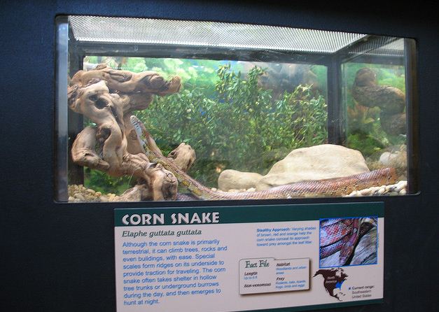 Reptile House-Corn Snake Exhibit