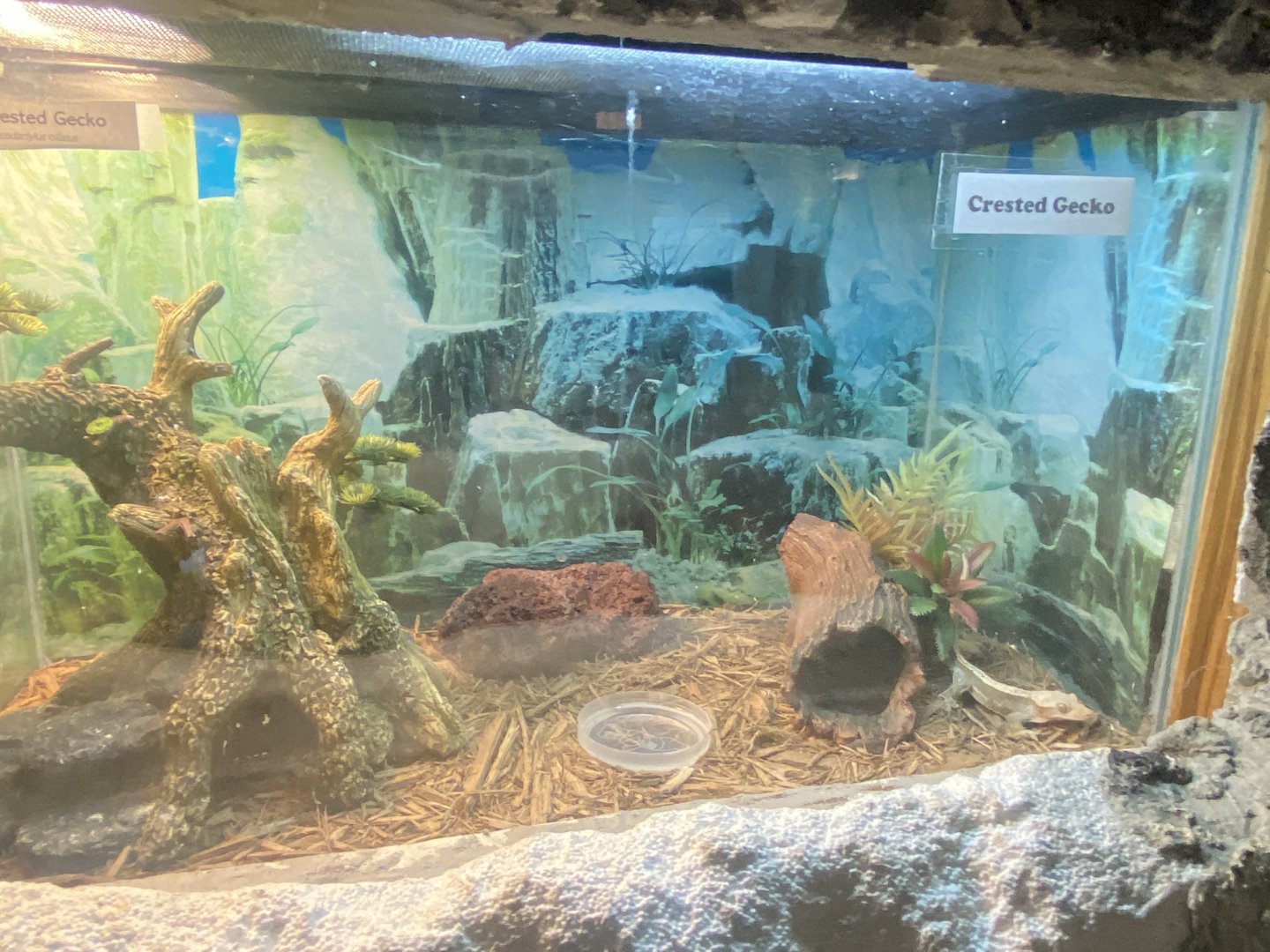 Reptile House - Crested Gecko Terrarium