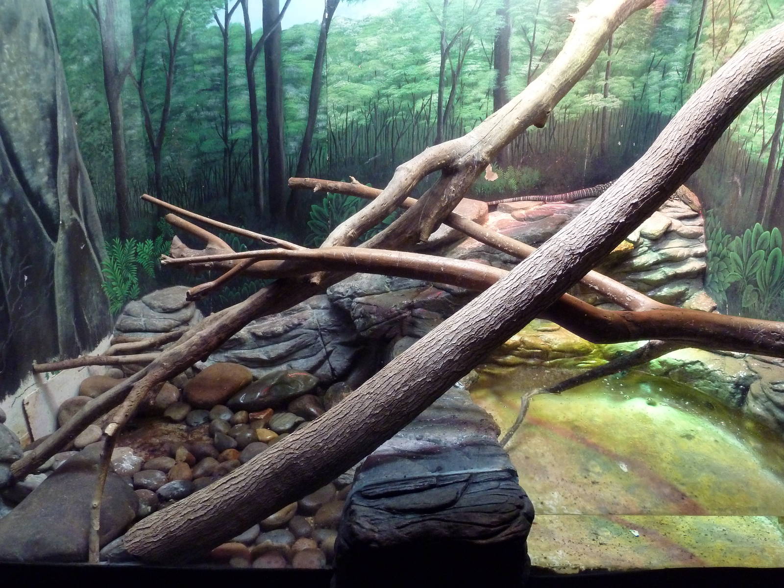 Reptile House - Crocodile Monitor Exhibit