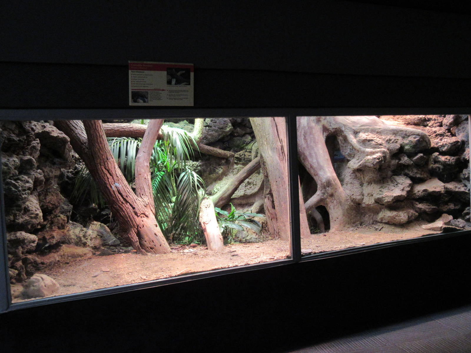 Reptile House - Crocodile Monitor Exhibit