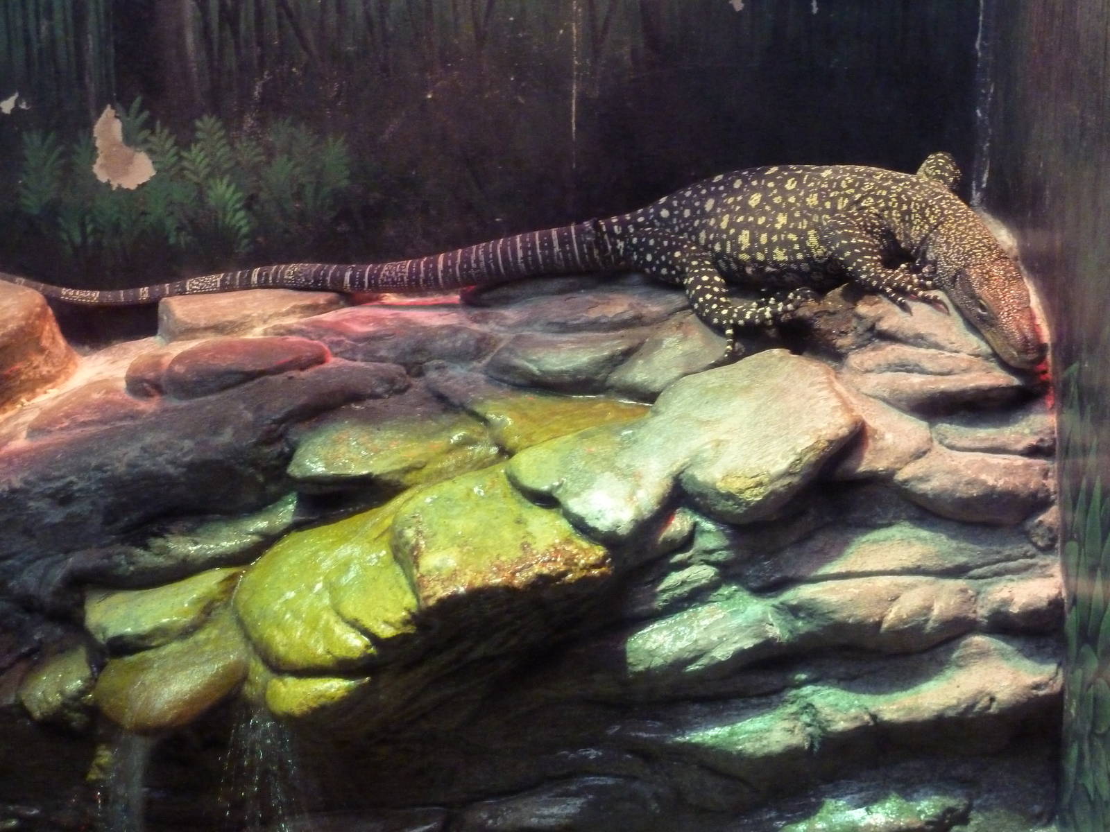 Reptile House - Crocodile Monitor