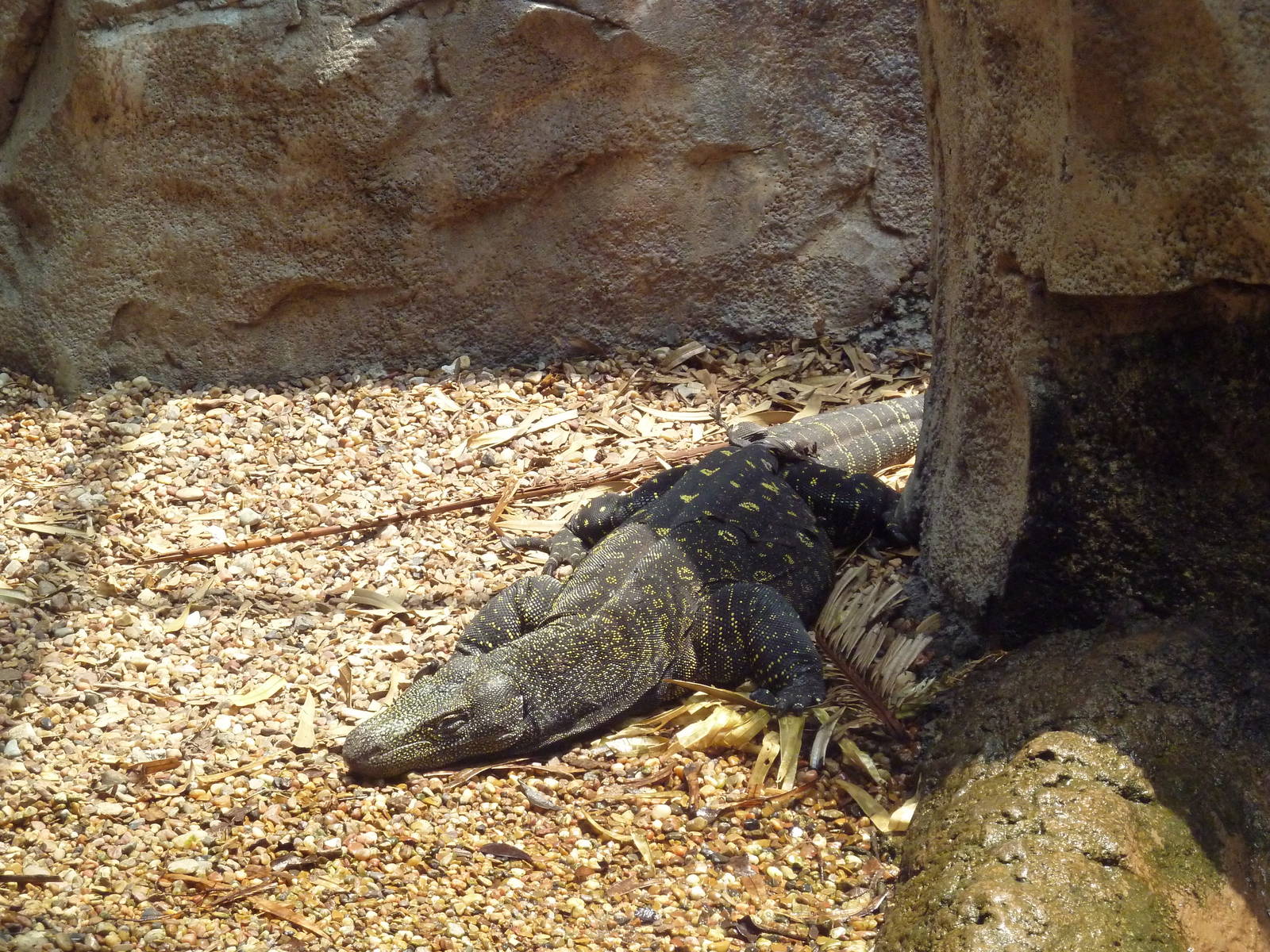 Reptile House - Crocodile Monitor