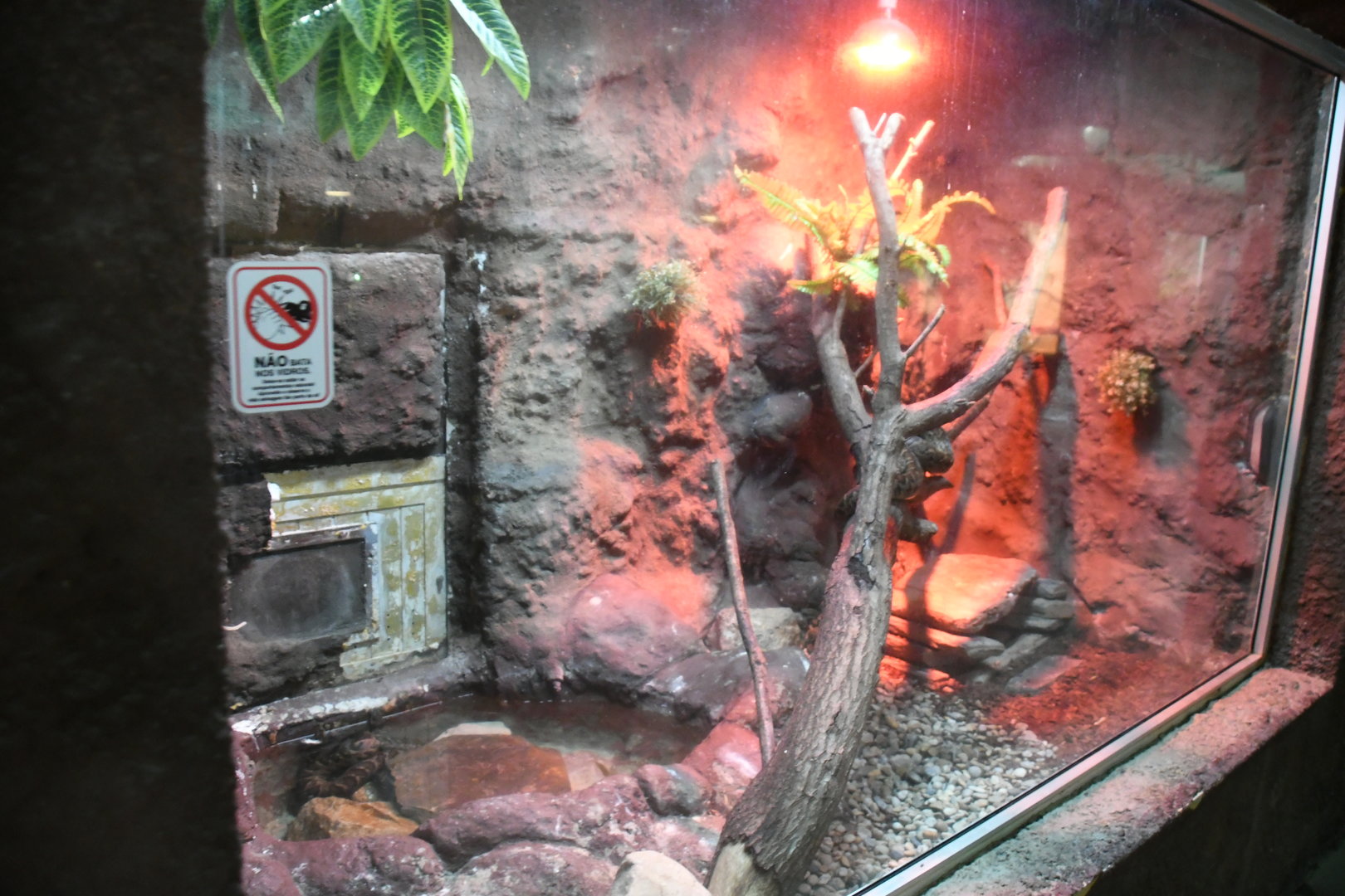 Reptile House (Cuban Boa exhibit)