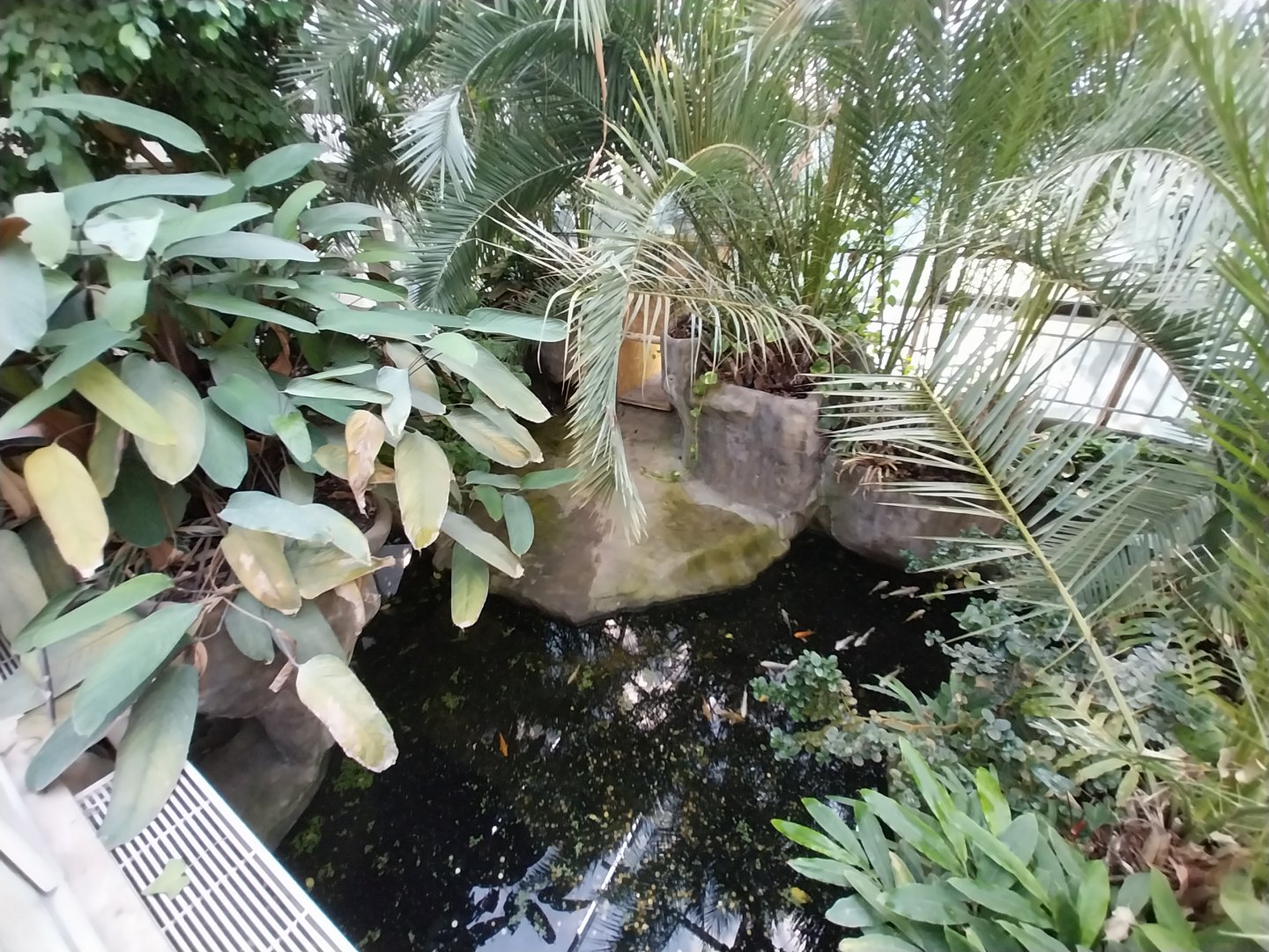 Reptile house - Cuban Crocodile (Crocodylus rhombifer) exhibit