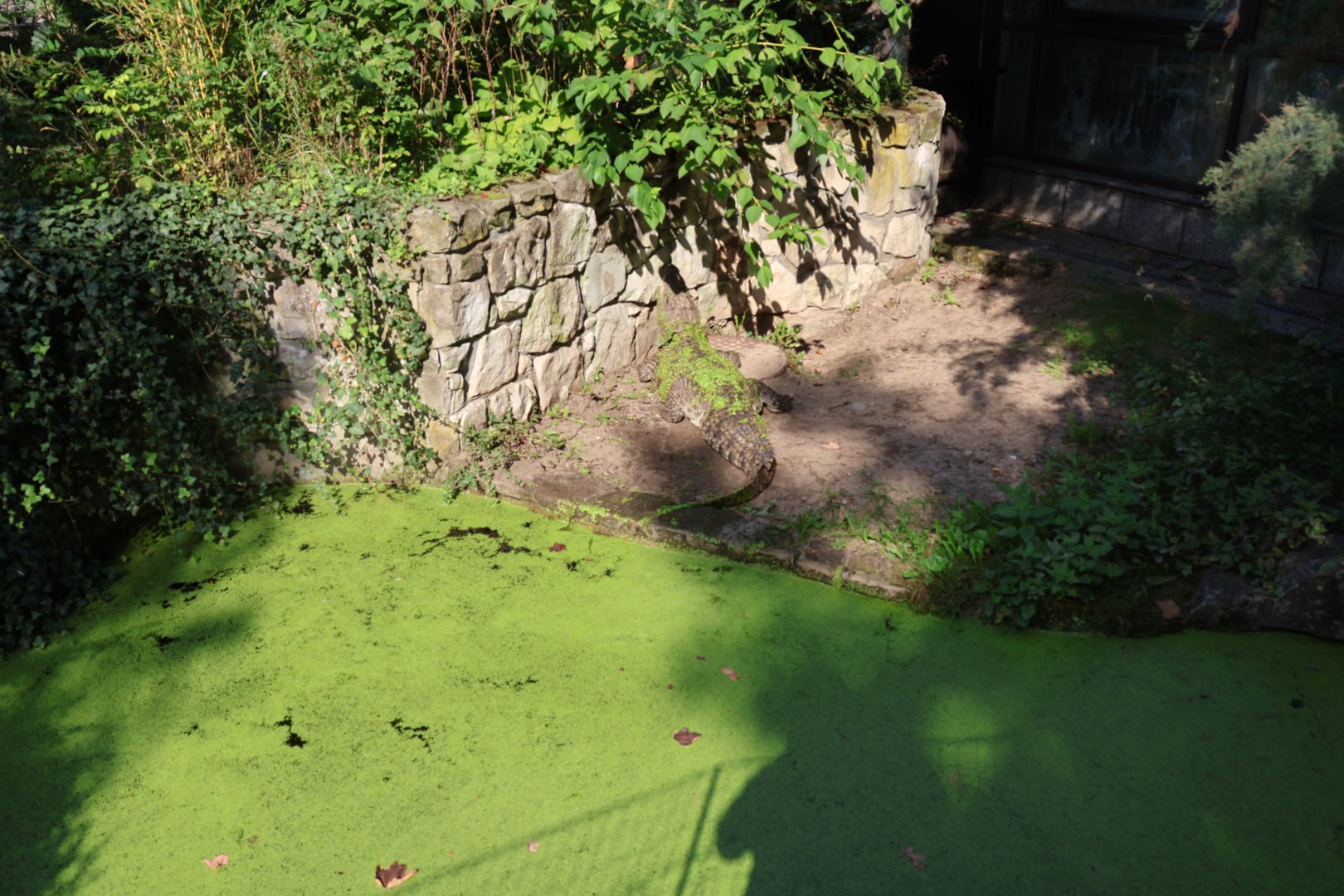 Reptile house - Cuban Crocodile (Crocodylus rhombifer)