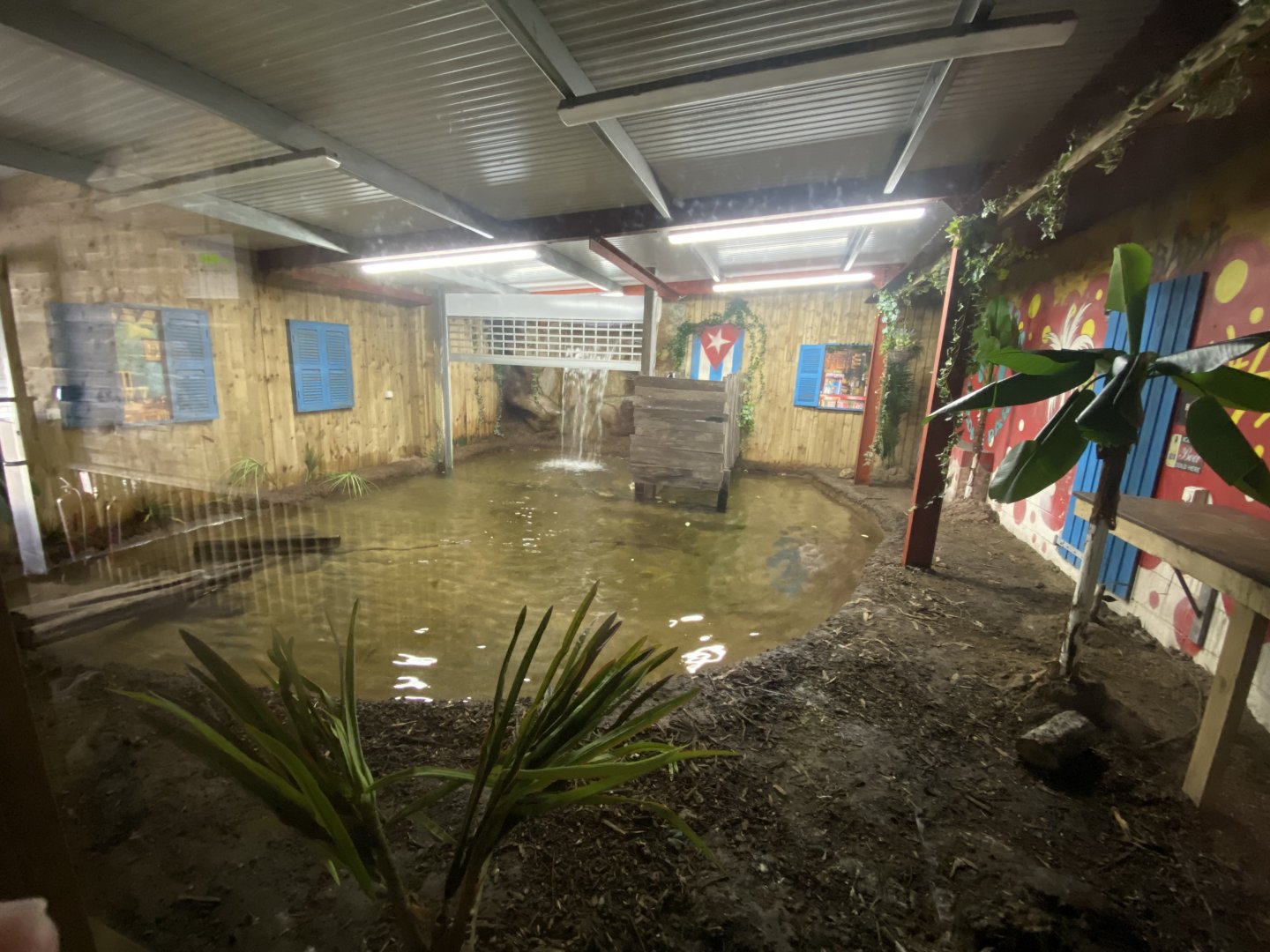 Reptile House - Cuban crocodile exhibit 030924