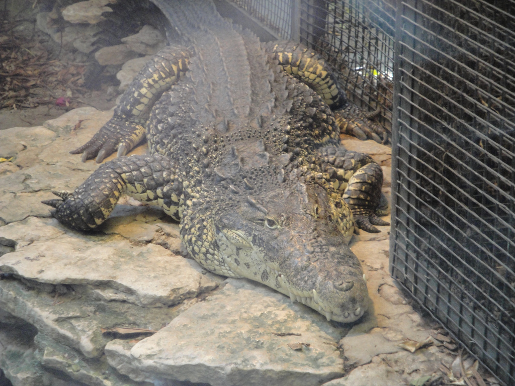 Reptile House - Cuban Crocodile