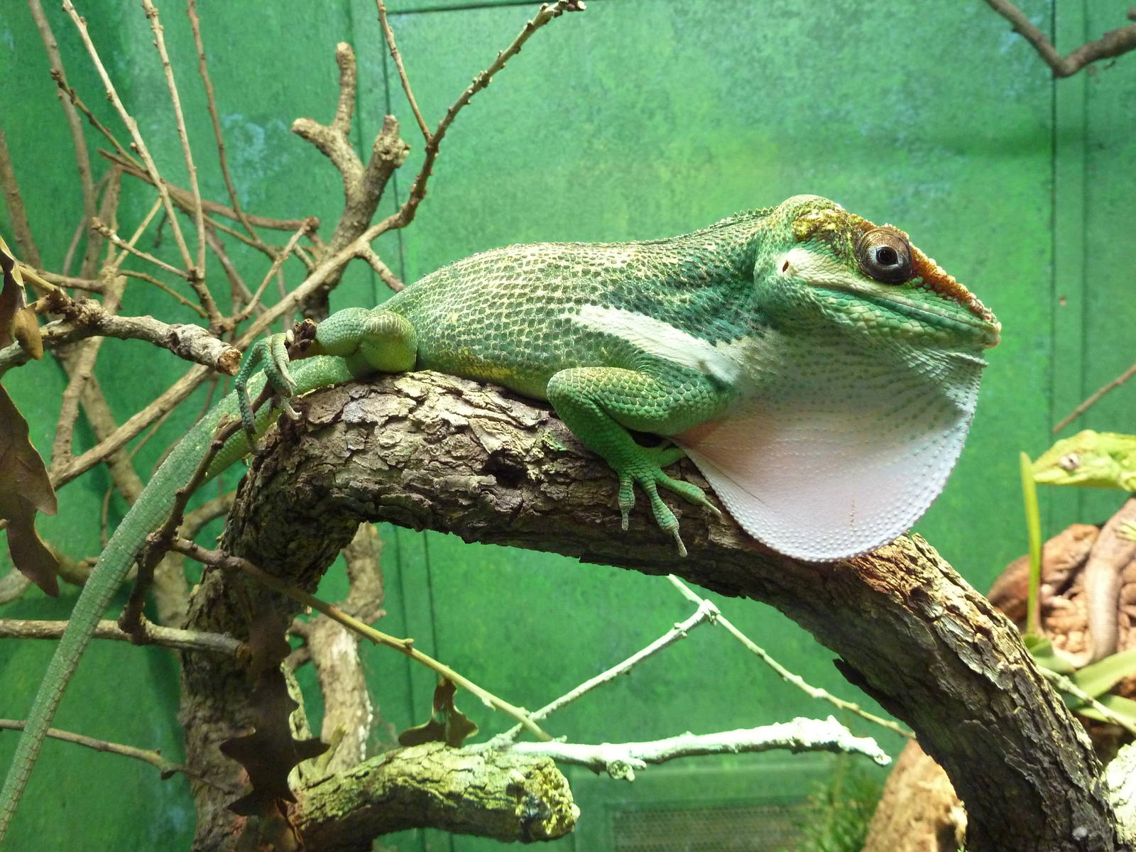 Reptile House - Cuban Knight Anole
