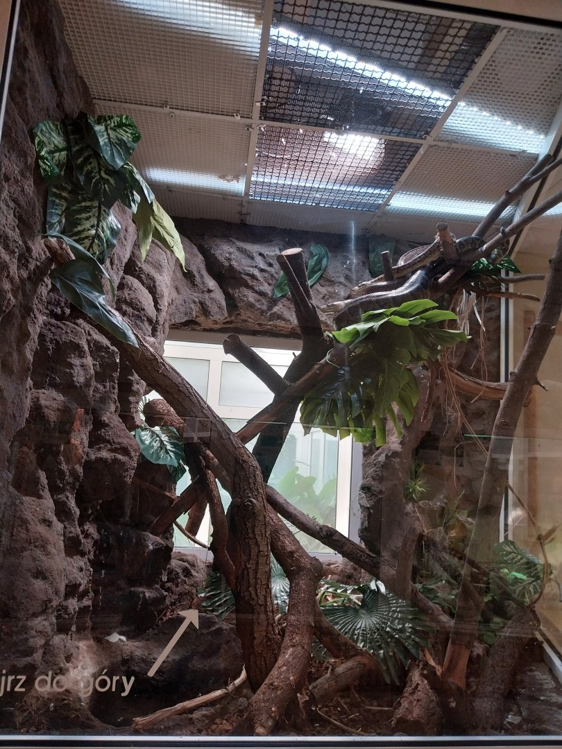 Reptile house - Cuban Tree Boa (Epicrates angulifer)