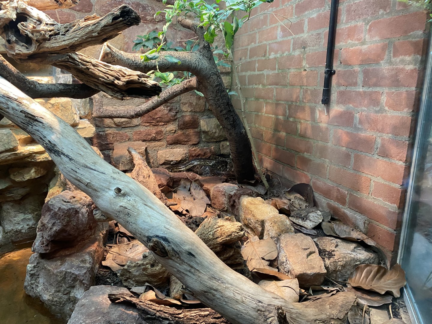 Reptile House - Cuban tree boa exhibit 190622