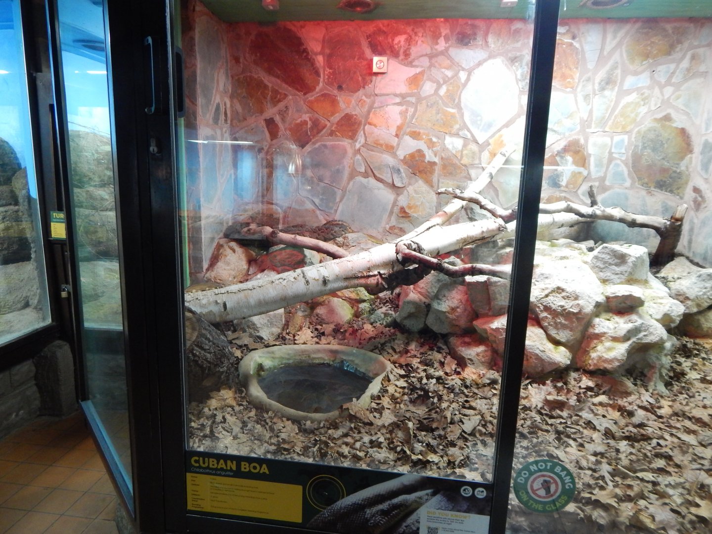Reptile House - Cuban tree boa habitat 040324