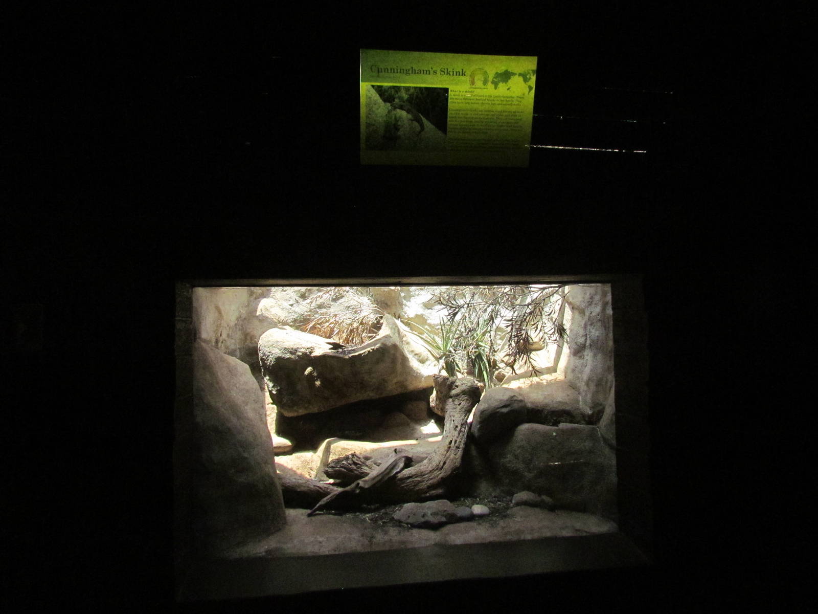 Reptile House - Cunningham's Skink