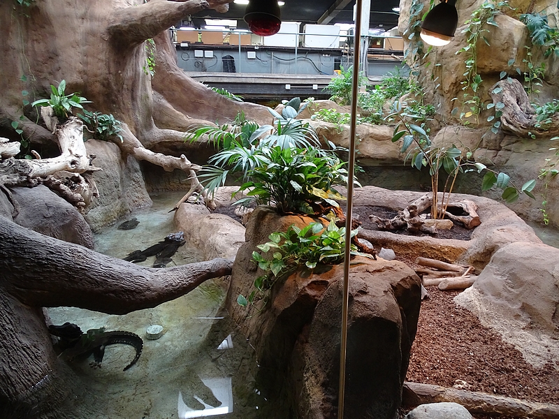 Reptile House - Cuviers caimans