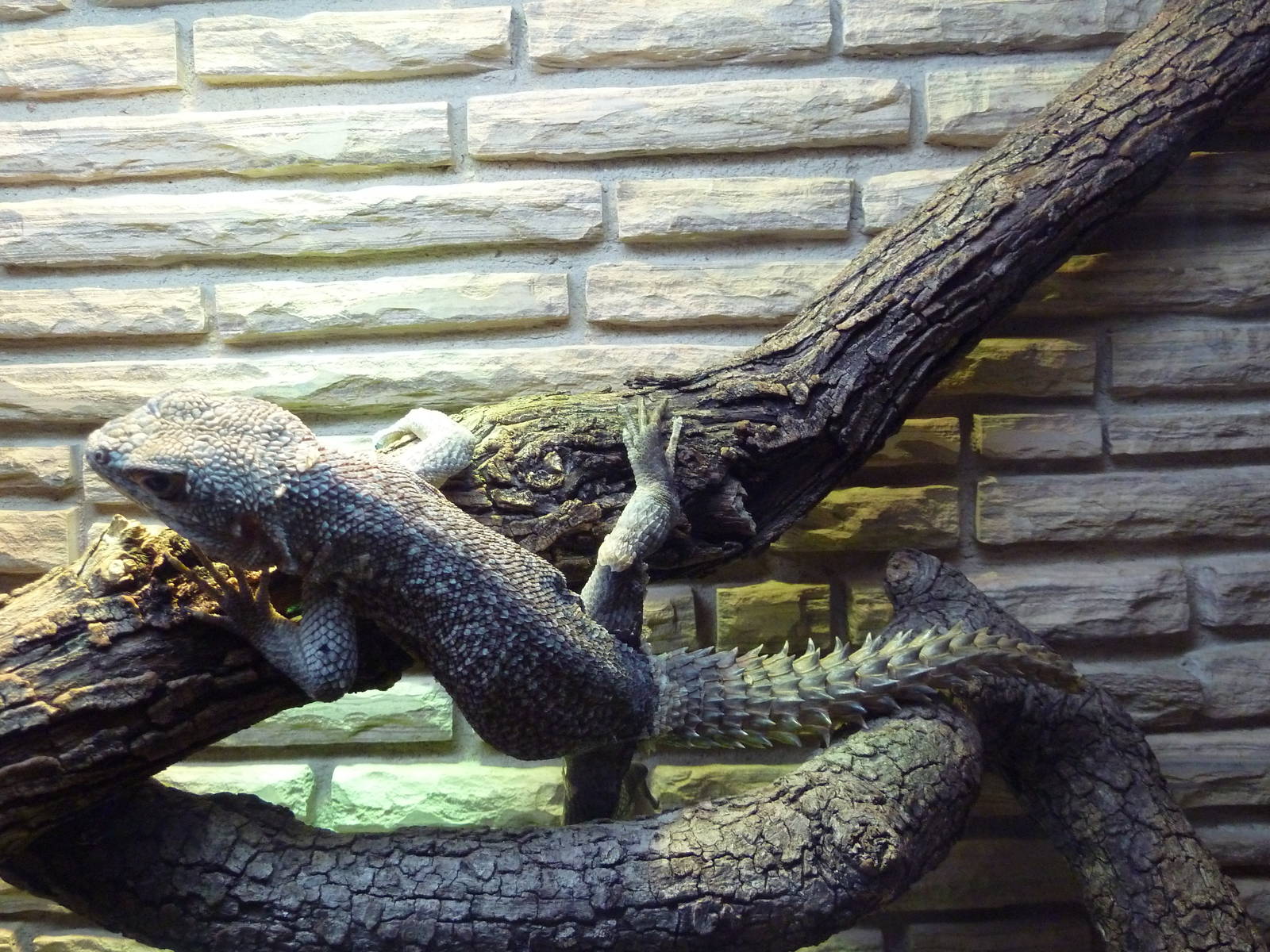 Reptile House - Cuvier's Madagascar Swift