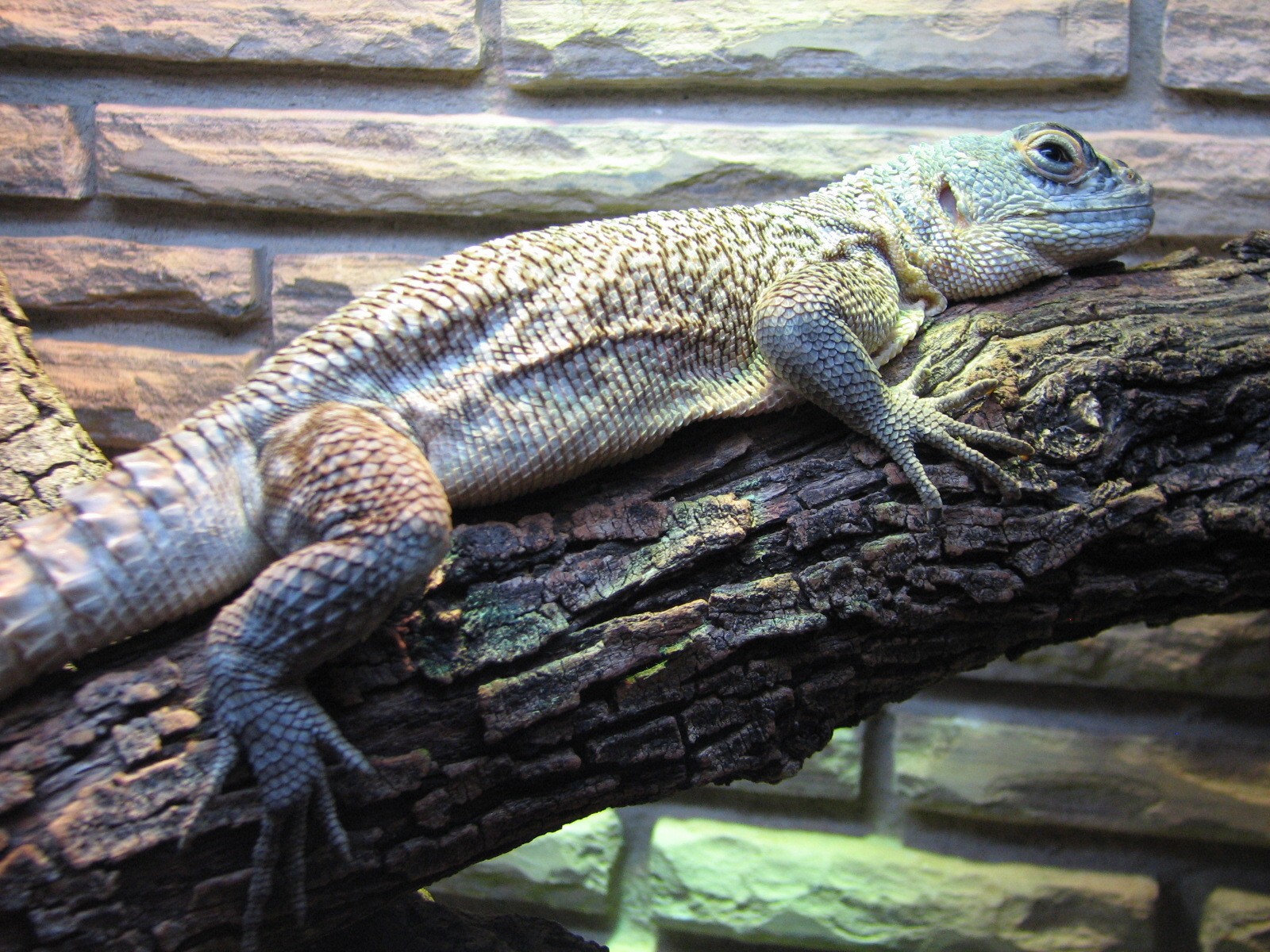 Reptile House - Cuviers Madagascar Swift