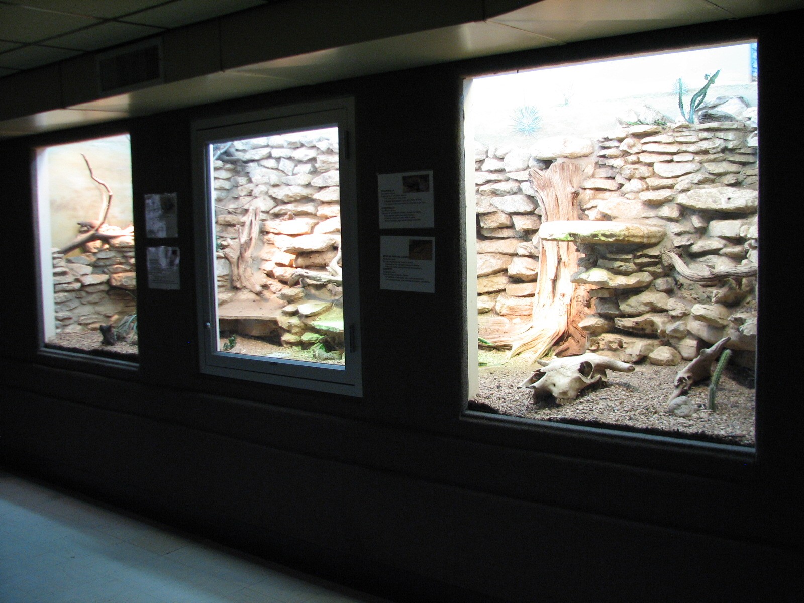 Reptile House - Desert Exhibit