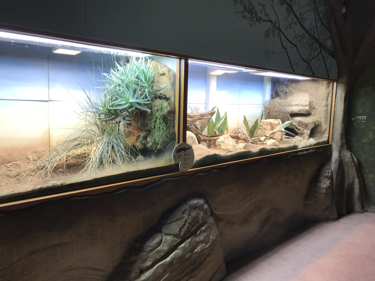 Reptile House - desert exhibits 110519