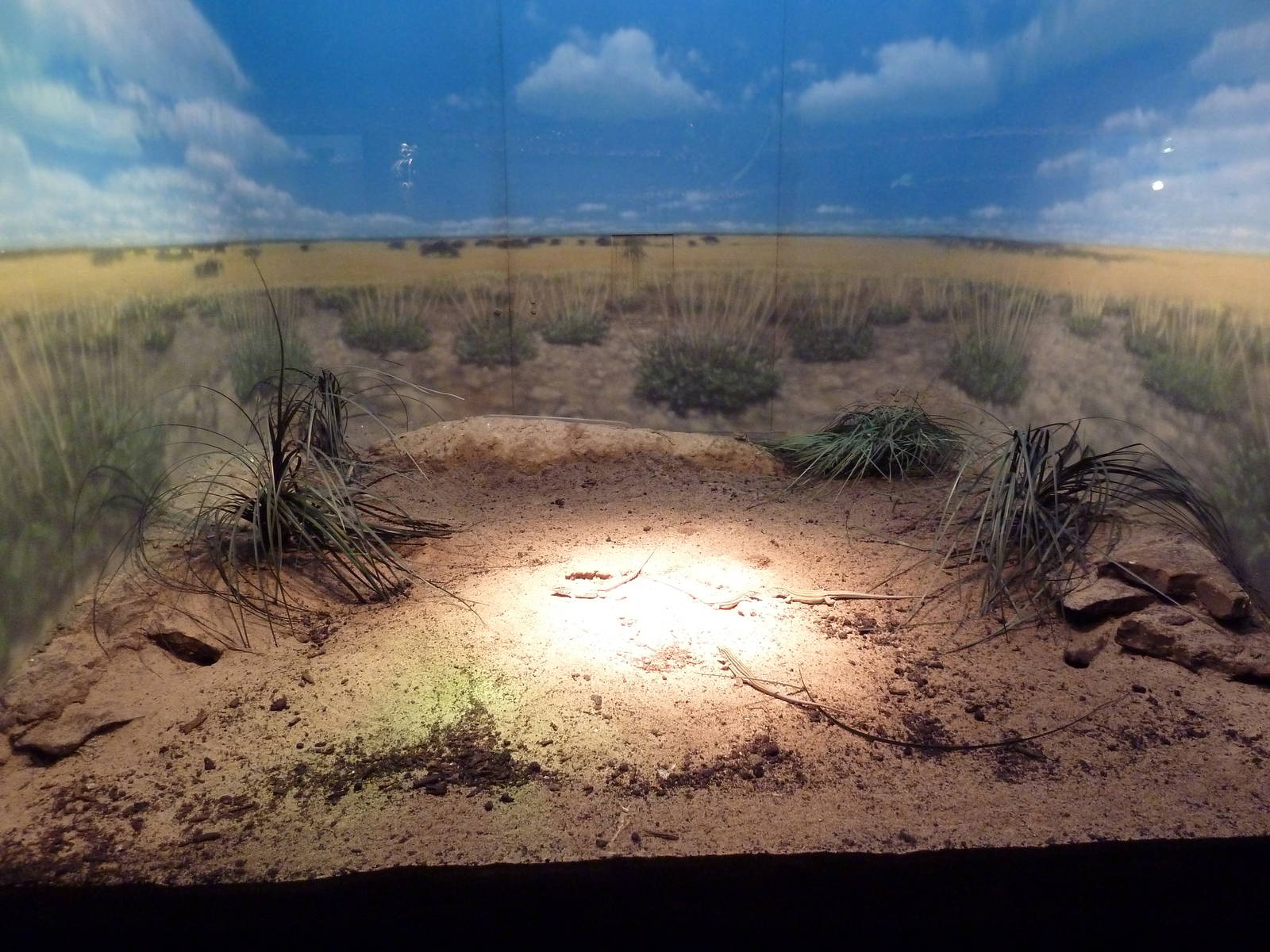 Reptile House - Desert Grasslands Whiptail Lizard Exhibit