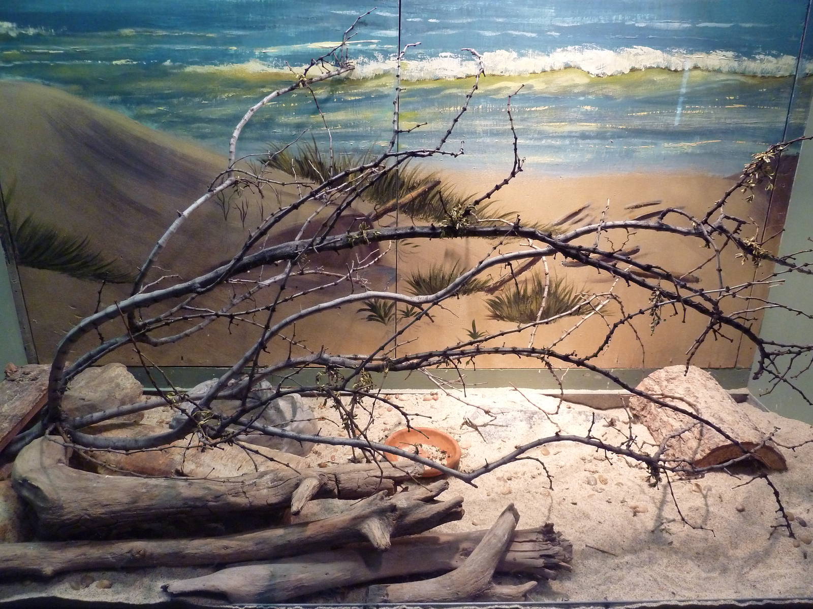 Reptile House - Desert Iguana Exhibit