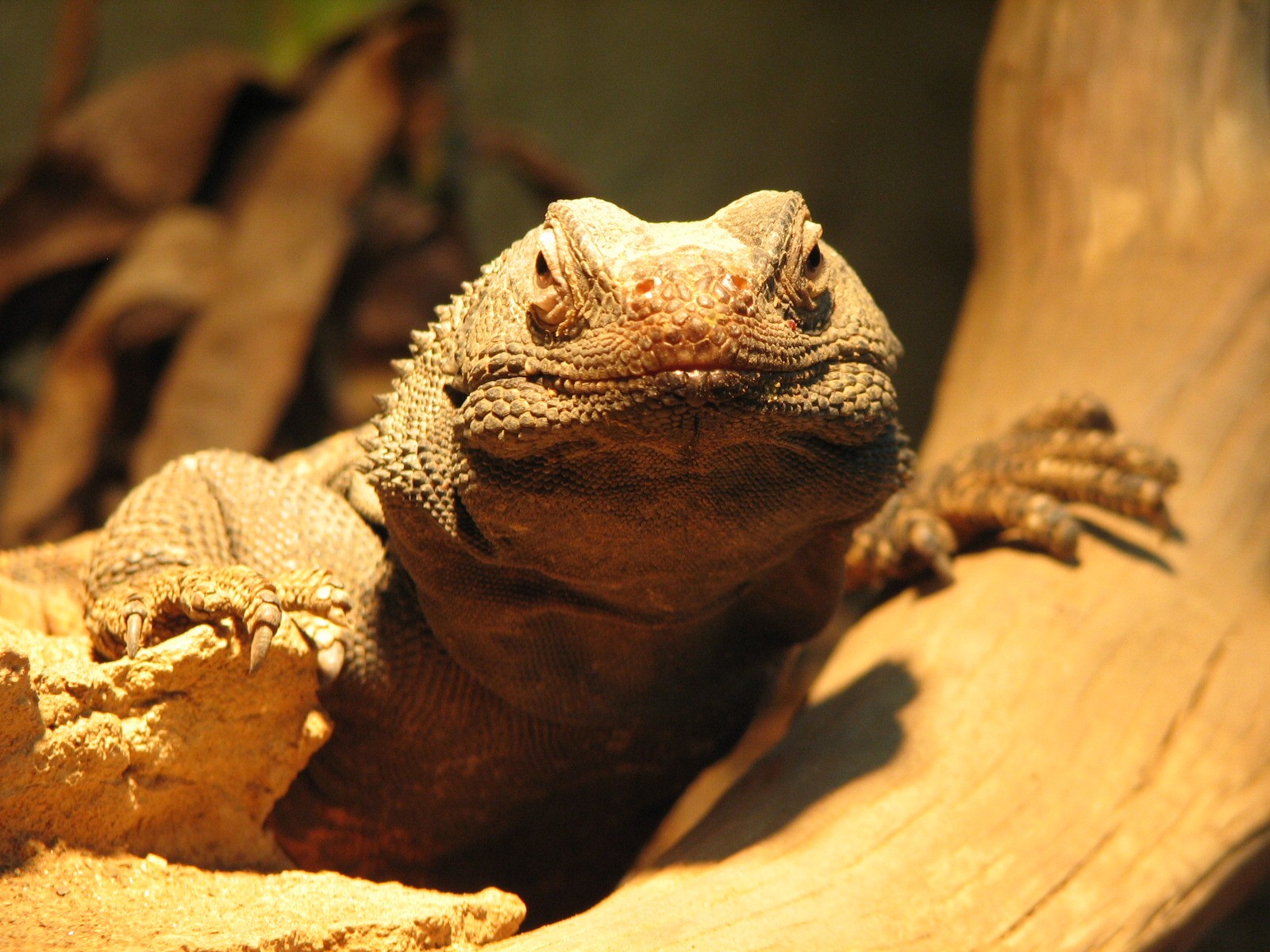 Reptile House - Desert Iguana