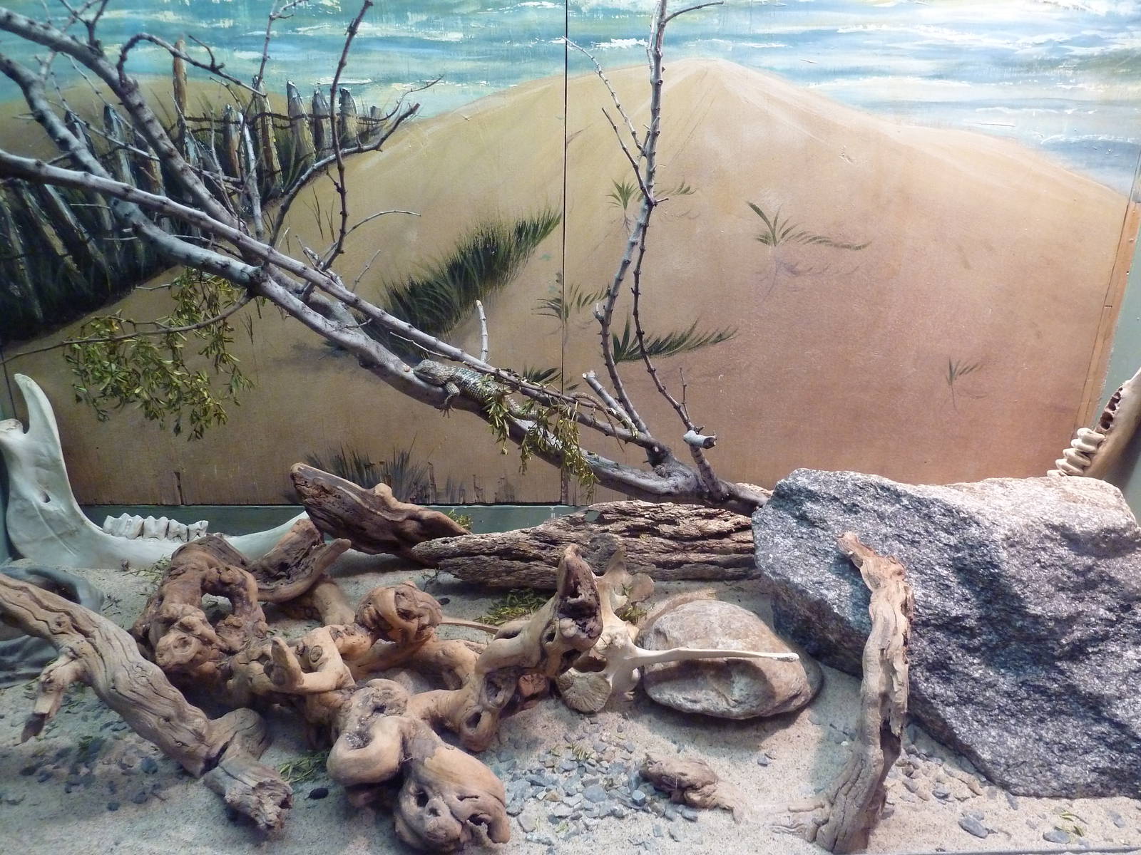 Reptile House - Desert Spiny Lizard Exhibit