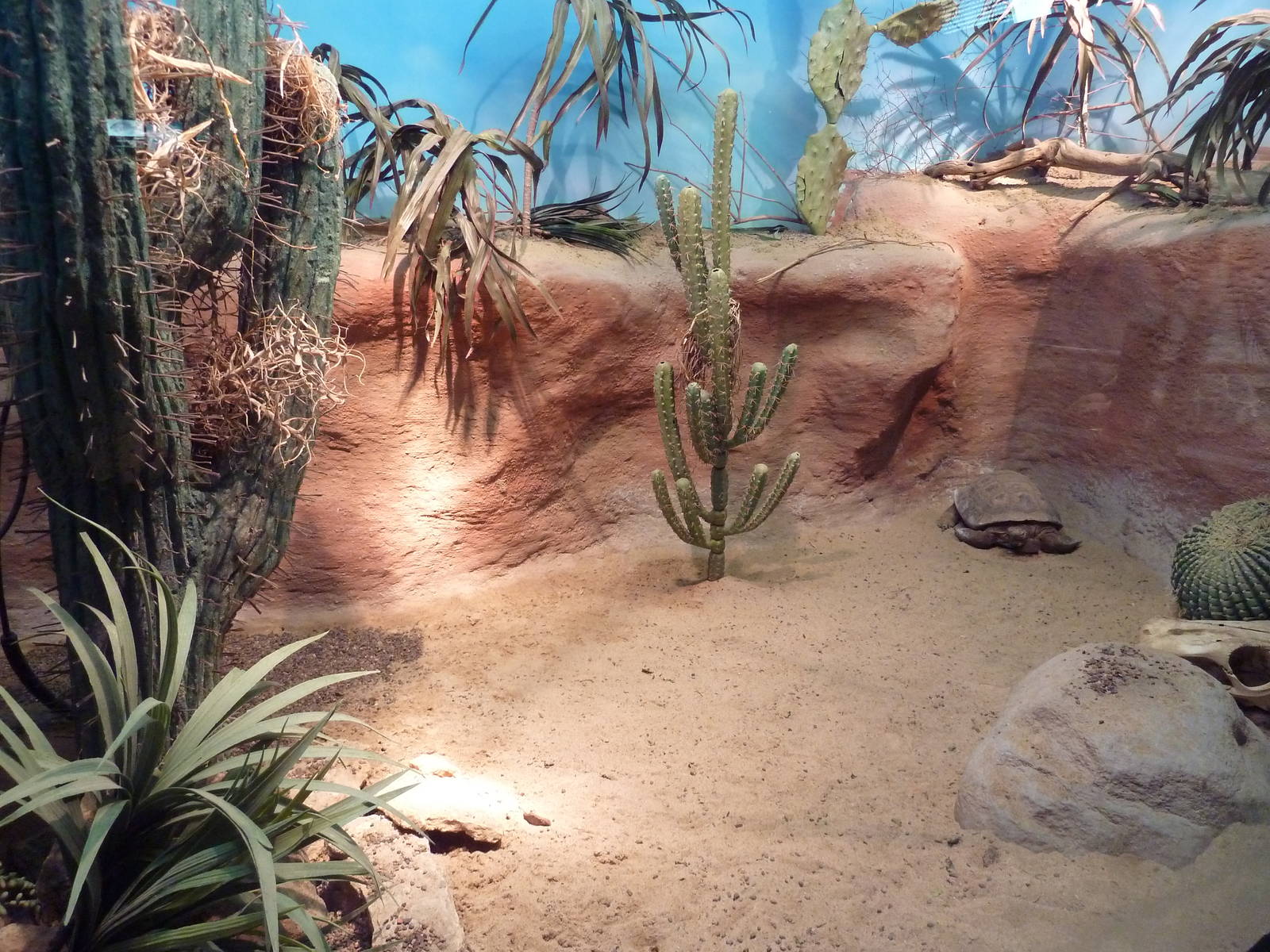 Reptile House - Desert Tortoise Exhibit