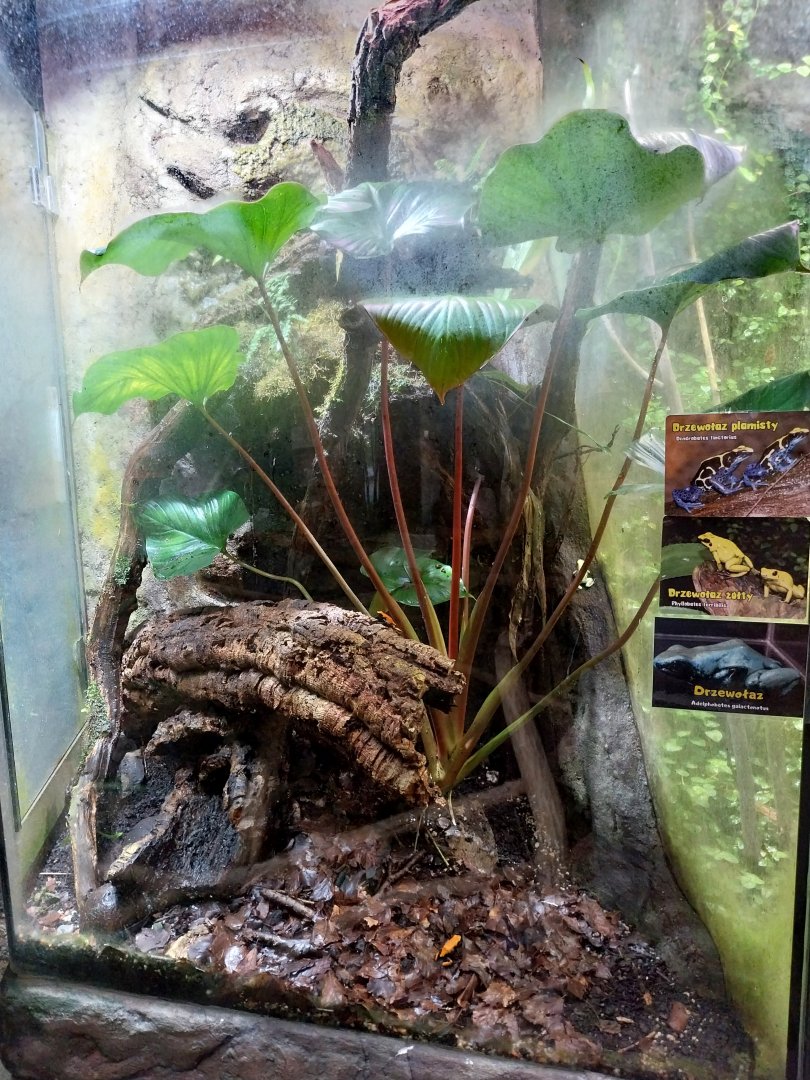 Reptile House - Deying dart frog and Golden poison frog exhibit
