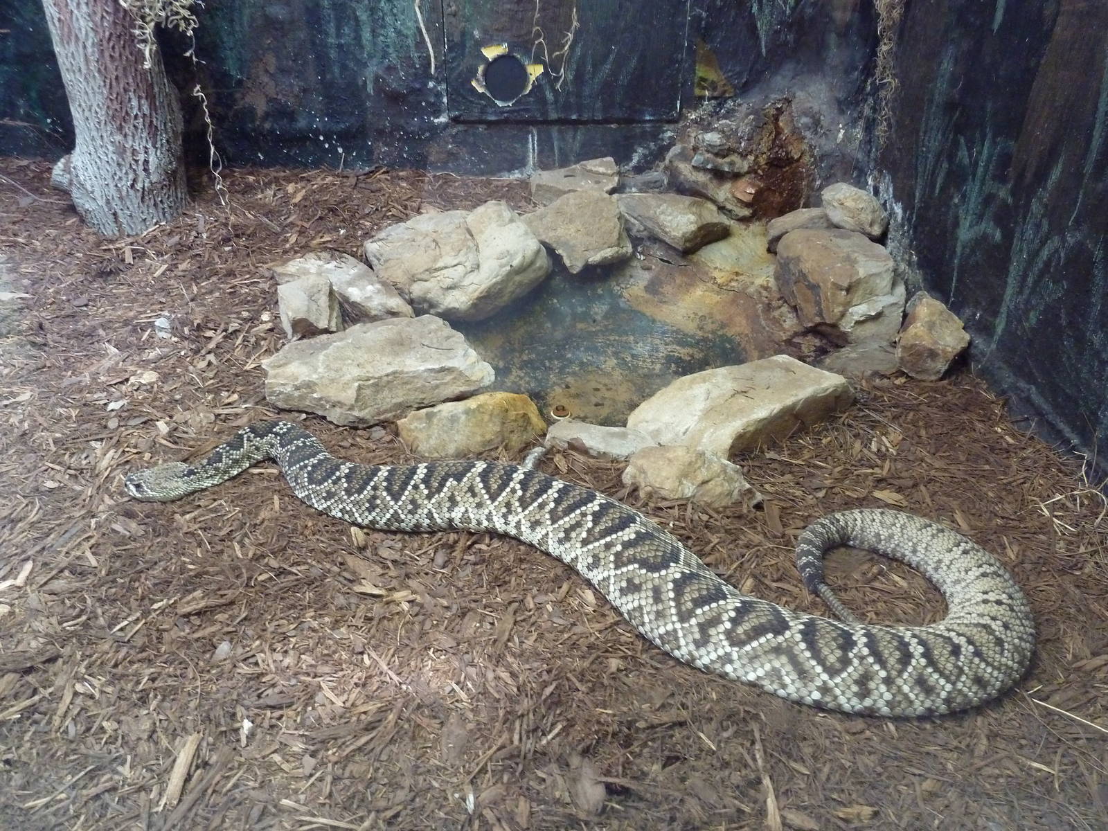 Reptile House - Diamondback Rattlesnake