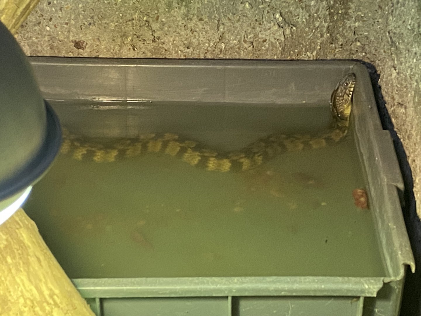 Reptile House - Dismondback watersnake 030924