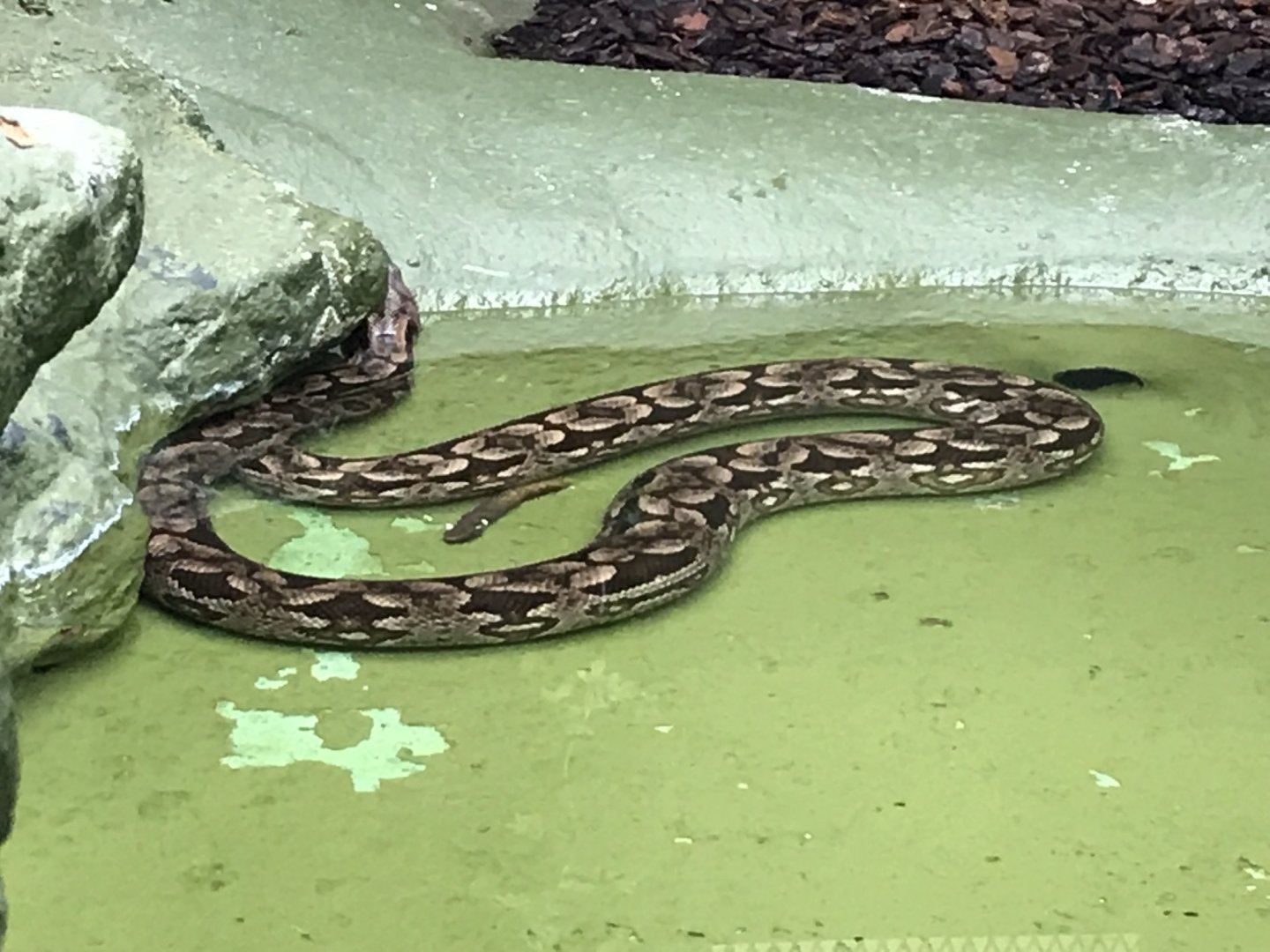 Reptile House - Dumeril’s ground boa 230619
