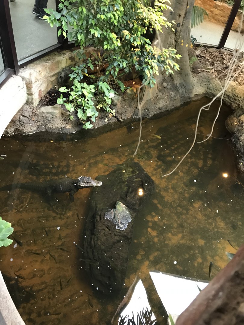 Reptile House - Dwarf crocodile 261018