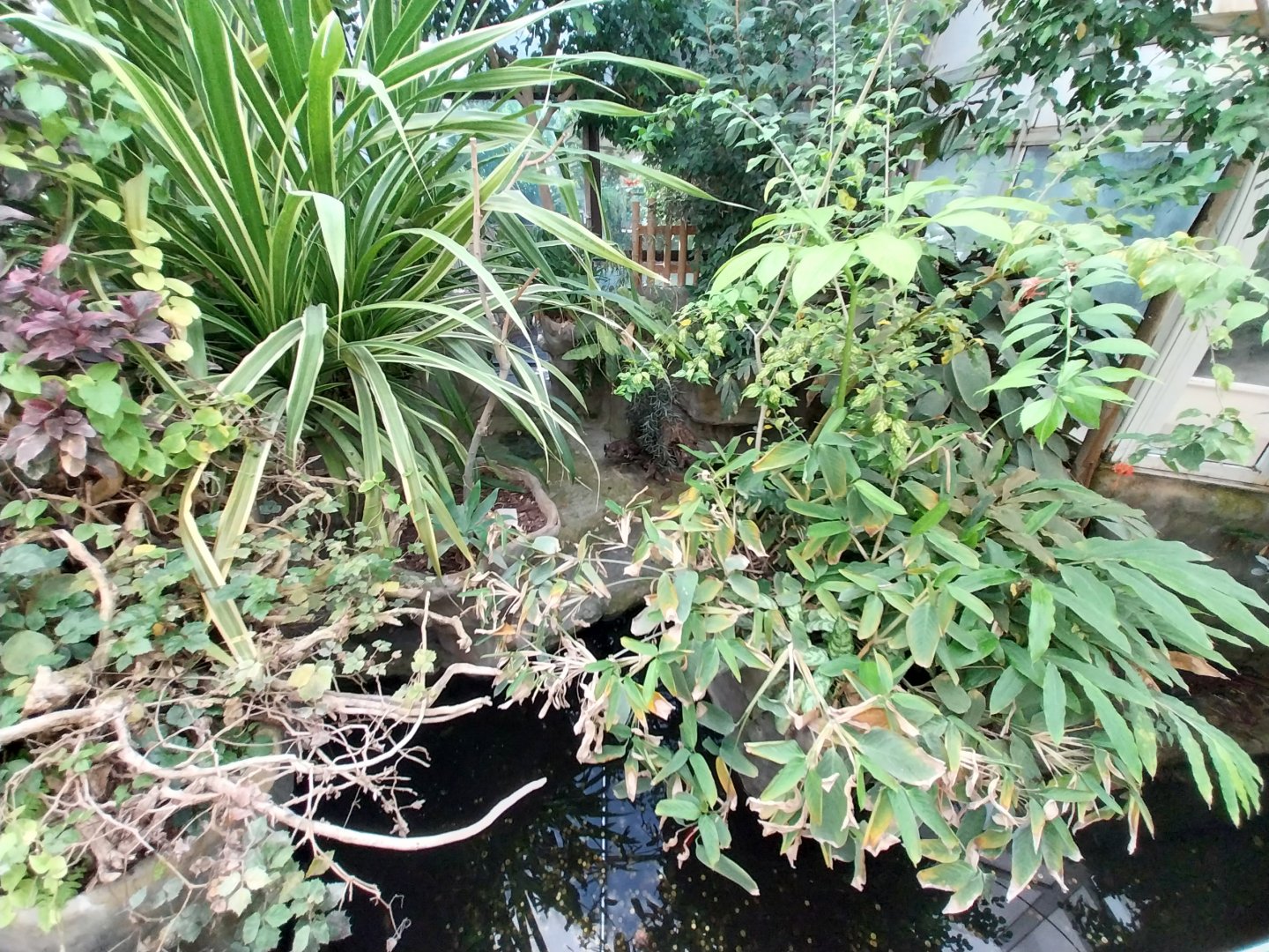Reptile house - Dwarf Crocodile (Osteolaemus tetraspis tetraspis) exhibit