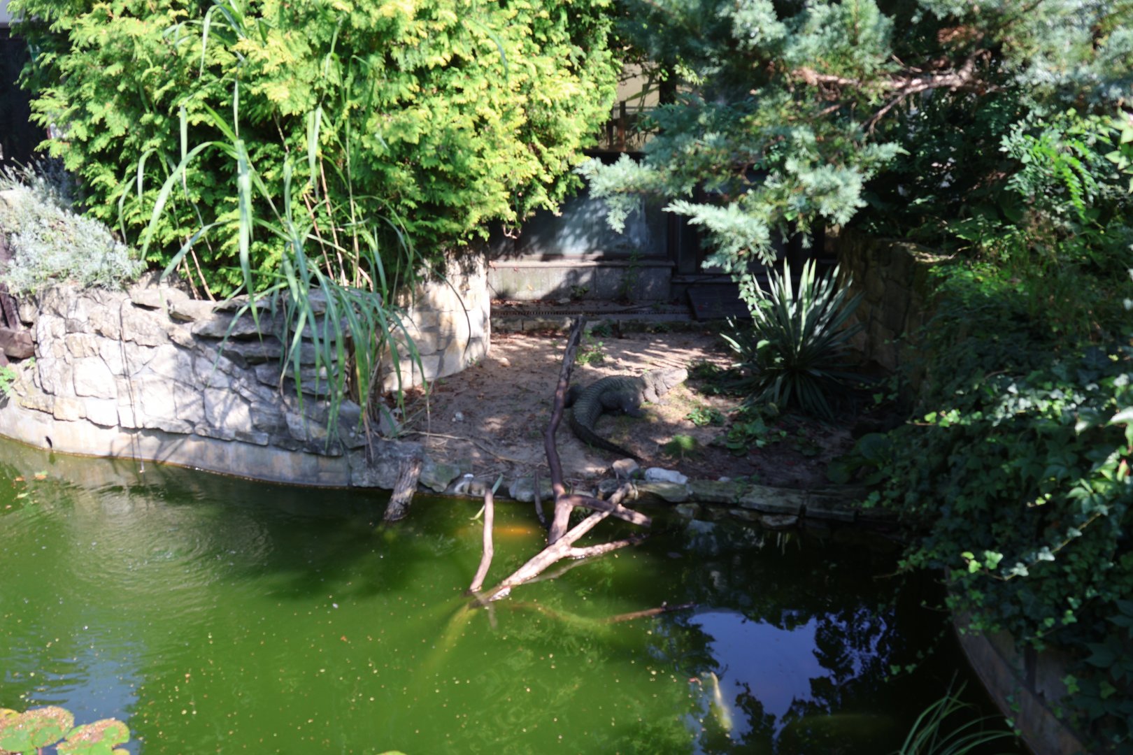 Reptile house - Dwarf Crocodile (Osteolaemus tetraspis tetraspis)