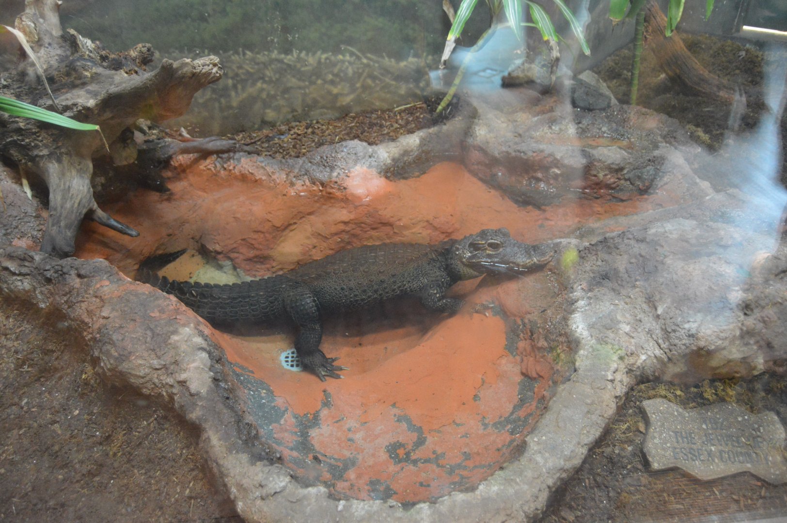 Reptile House - Dwarf Crocodile (Osteolaemus tetraspis)