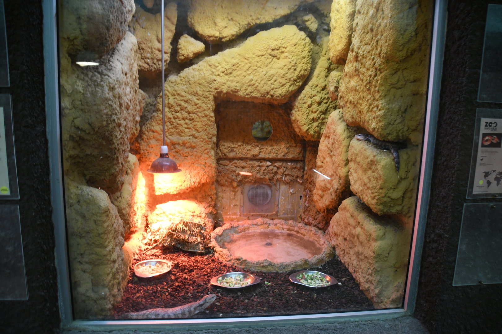 Reptile House (Eastern Blue-tongue Skink exhibit)