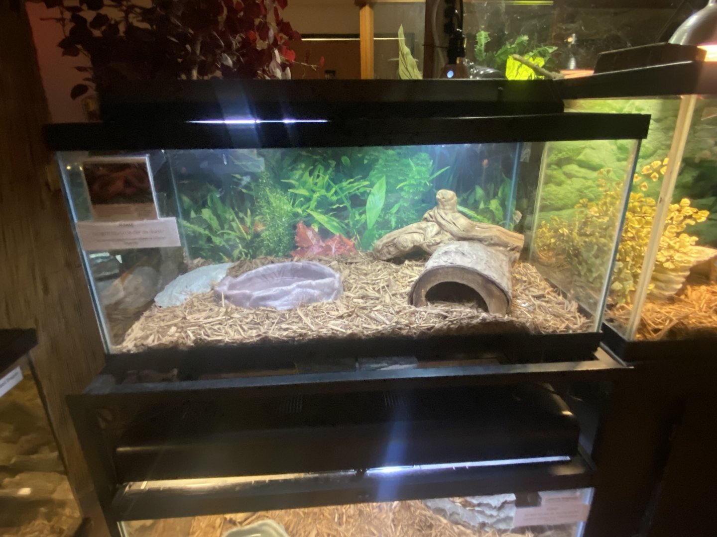 Reptile House - Eastern Corn Snake Terrarium