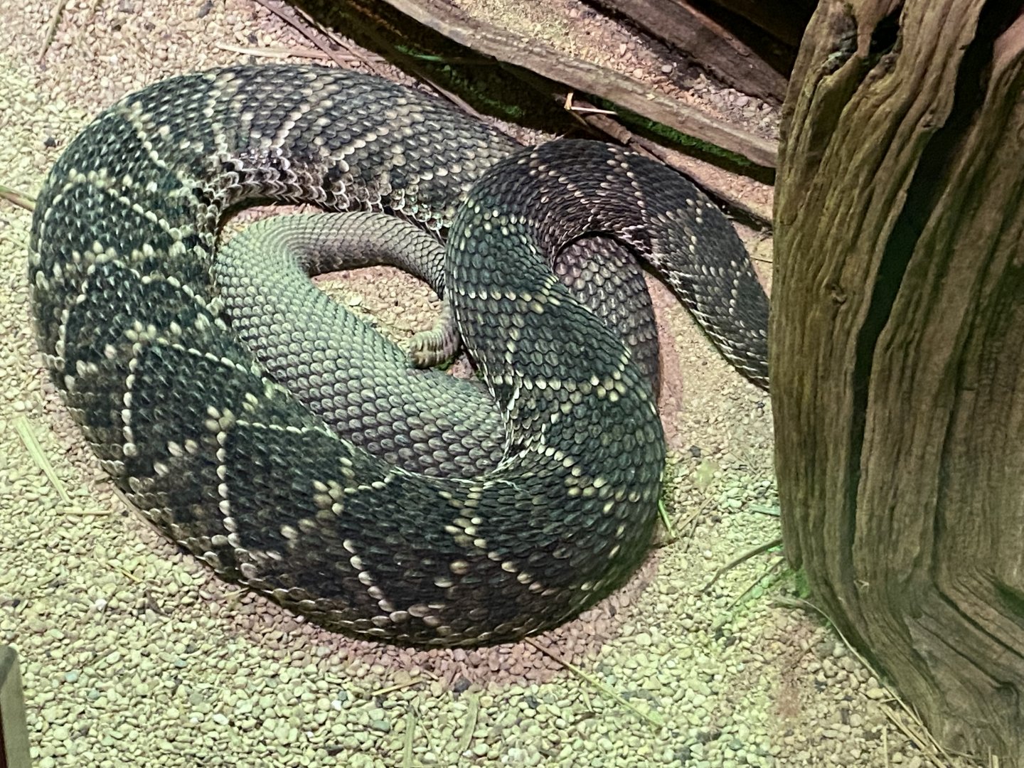 Reptile House - Eastern diamondback rattlesnake 280222