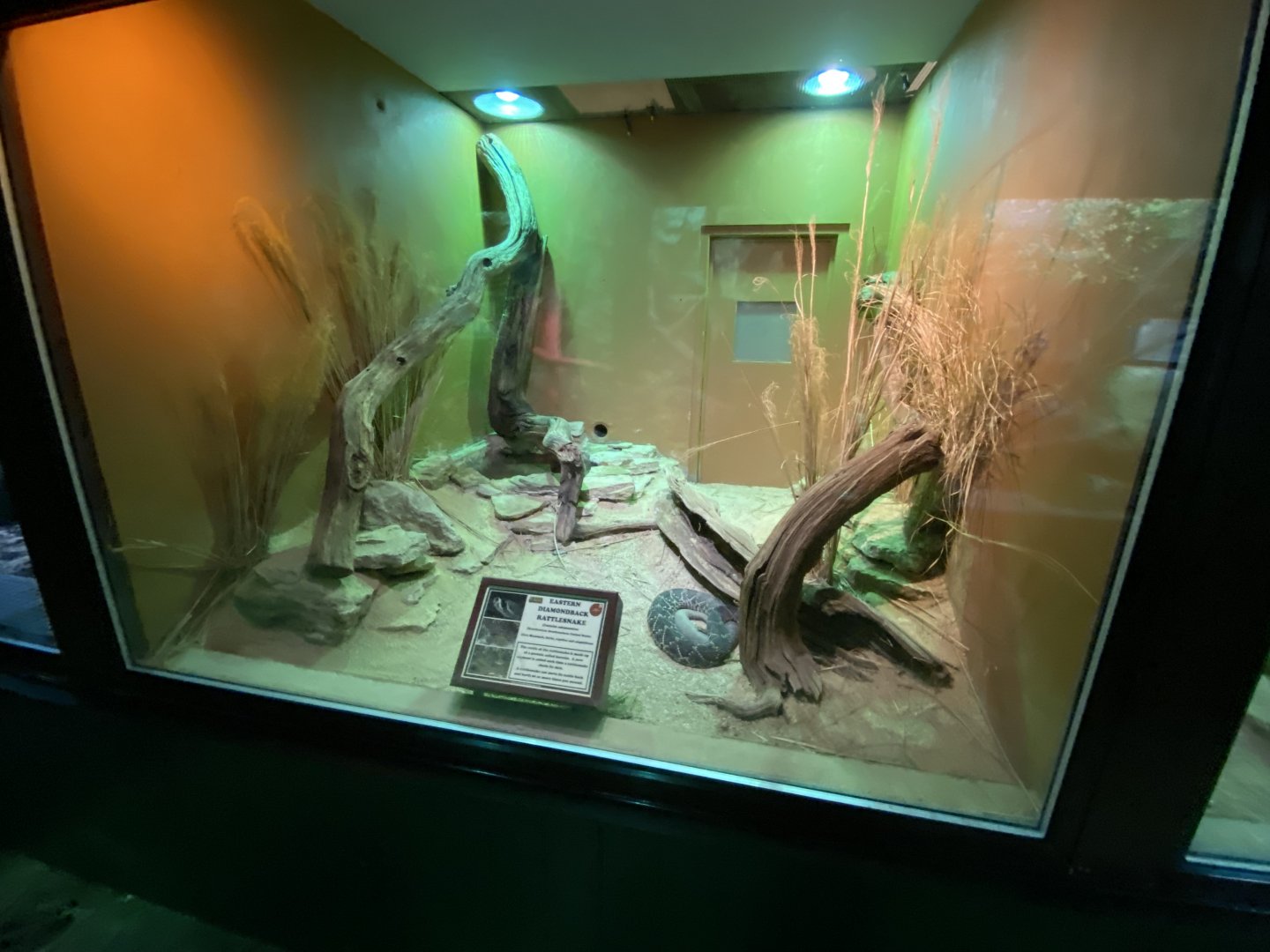 Reptile House - Eastern diamondback rattlesnake exhibit 280222